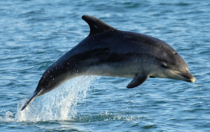 dolphin chronotype